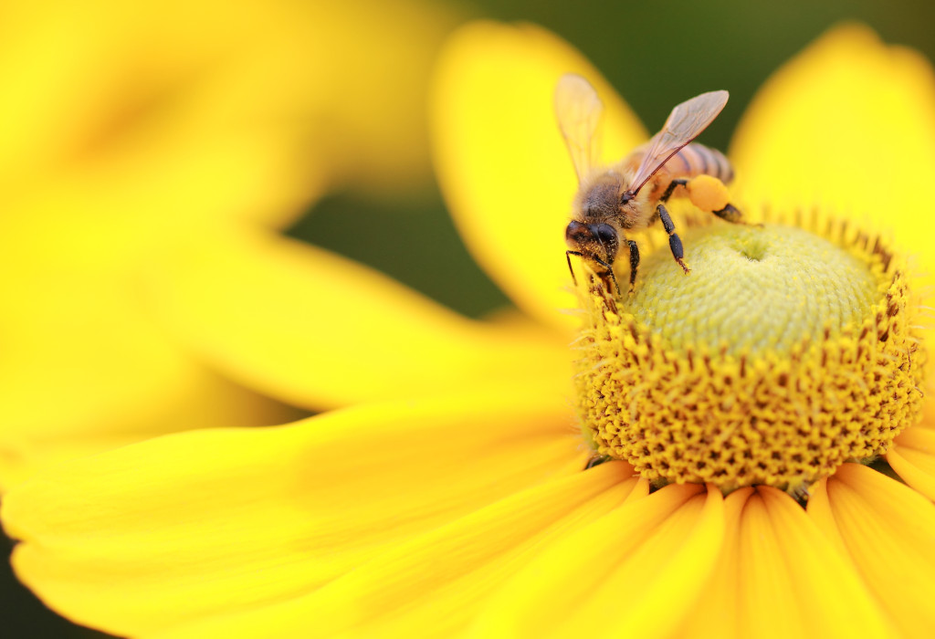 heuschnupfen pollenallergie