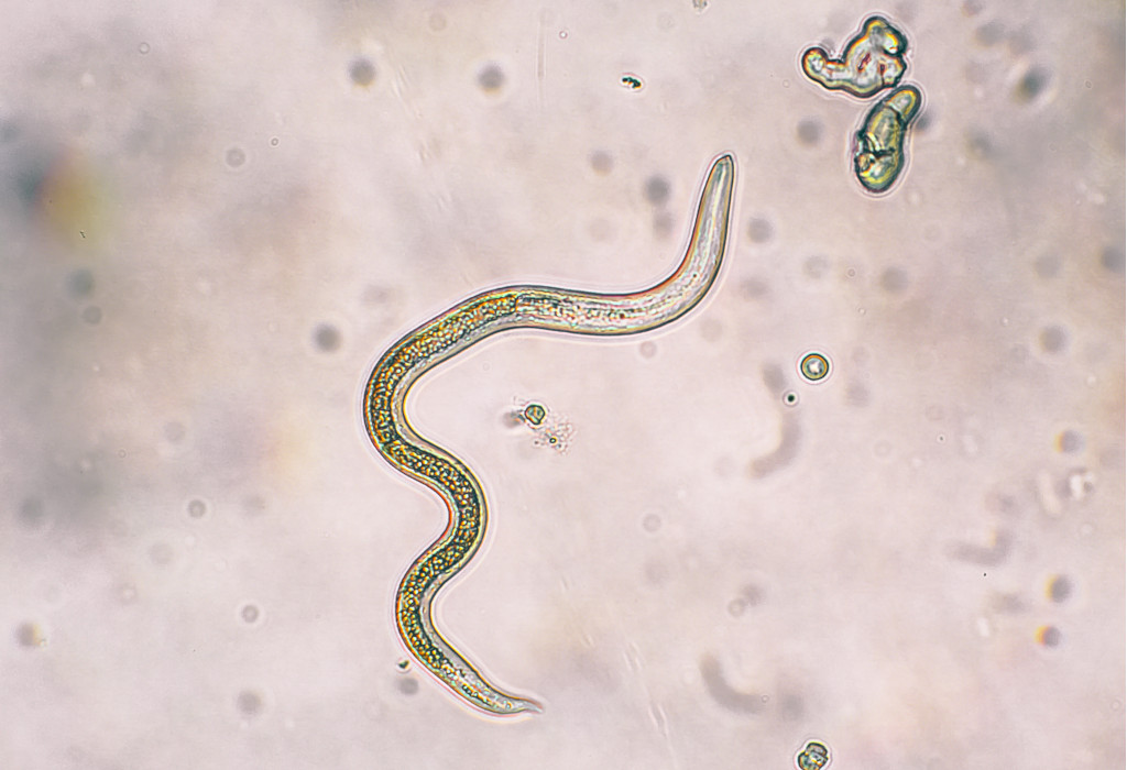 parasiten bandwurm
